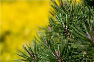 Pinus uncinata 'Grüne Welle' - Haken-Kiefer 'Grüne Welle'