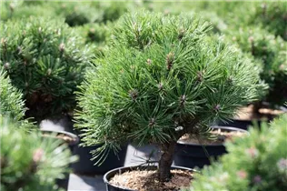Pinus uncinata 'Heideperle' - Haken-Kiefer 'Heideperle' Pinus uncinata 'Heideperle' - Haken-Kiefer 'Heideperle'