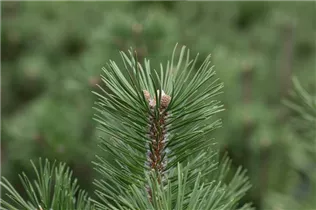 Pinus uncinata 'Heideperle' - Haken-Kiefer 'Heideperle' Pinus uncinata 'Heideperle' - Haken-Kiefer 'Heideperle'