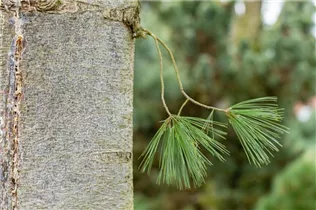Pinus x schwerinii 'Barmstedt' - Schwerin-Kiefer 'Barmstedt'