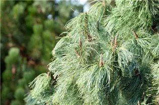 Pinus x schwerinii 'Barmstedt' - Schwerin-Kiefer 'Barmstedt'