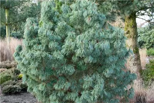 Pinus x schwerinii 'Barmstedt' - Schwerin-Kiefer 'Barmstedt'