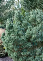 Pinus x schwerinii 'Barmstedt' - Schwerin-Kiefer 'Barmstedt'