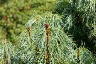 Pinus x schwerinii 'Barmstedt' - Schwerin-Kiefer 'Barmstedt'