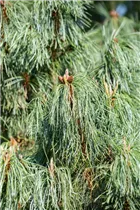 Pinus x schwerinii 'Barmstedt' - Schwerin-Kiefer 'Barmstedt'