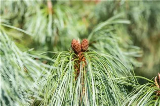 Pinus x schwerinii 'Barmstedt' - Schwerin-Kiefer 'Barmstedt'
