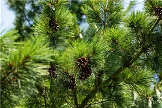 Pinus x schwerinii 'Barmstedt' - Schwerin-Kiefer 'Barmstedt'