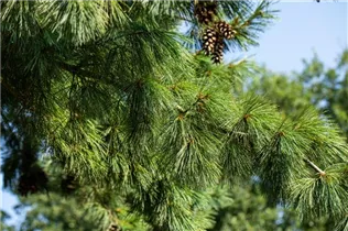 Pinus x schwerinii 'Barmstedt' - Schwerin-Kiefer 'Barmstedt'