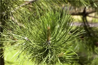 Pinus x schwerinii 'Wiethorst' - Schwerin-Kiefer 'Wiethorst'