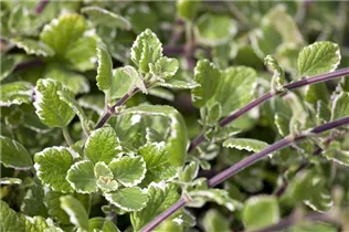 - Plectranthus coleoides 'Variegata'  - Plectranthus coleoides 'Variegata'