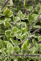 - Plectranthus coleoides 'Variegata'  - Plectranthus coleoides 'Variegata'