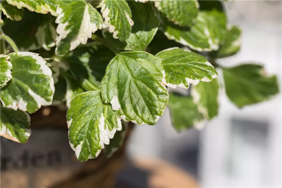 Plectranthus coleoides 'Variegata'