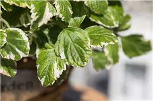 - Plectranthus coleoides 'Variegata'  - Plectranthus coleoides 'Variegata'