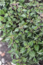  - Plectranthus hilliardiae