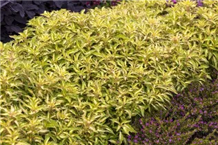  - Plectranthus scutellarioides