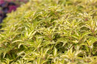  - Plectranthus scutellarioides