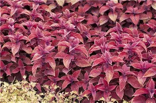  - Plectranthus scutellarioides