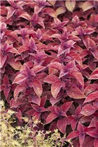  - Plectranthus scutellarioides