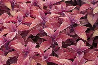  - Plectranthus scutellarioides