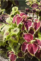  - Plectranthus scutellarioides