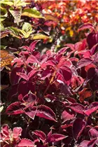  - Plectranthus scutellarioides