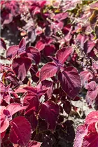  - Plectranthus scutellarioides