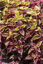  - Plectranthus scutellarioides