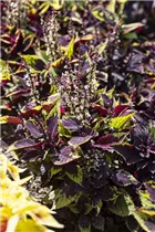 - Plectranthus scutellarioides Premium Sun Coleus  - Plectranthus scutellarioides Premium Sun Coleus