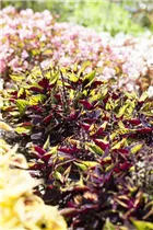 - Plectranthus scutellarioides Premium Sun Coleus  - Plectranthus scutellarioides Premium Sun Coleus