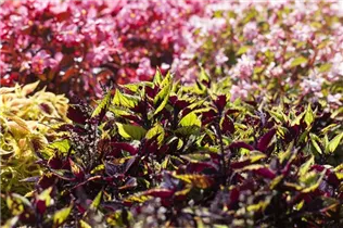 - Plectranthus scutellarioides Premium Sun Coleus  - Plectranthus scutellarioides Premium Sun Coleus
