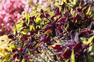 - Plectranthus scutellarioides Premium Sun Coleus  - Plectranthus scutellarioides Premium Sun Coleus