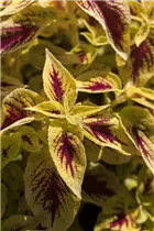 - Plectranthus scutellarioides Premium Sun Coleus  - Plectranthus scutellarioides Premium Sun Coleus