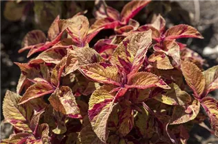 - Plectranthus scutellarioides Premium Sun Coleus  - Plectranthus scutellarioides Premium Sun Coleus