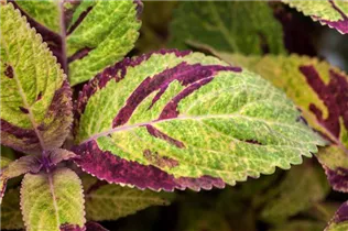 - Plectranthus scutellarioides Premium Sun Coleus  - Plectranthus scutellarioides Premium Sun Coleus