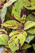 - Plectranthus scutellarioides Premium Sun Coleus  - Plectranthus scutellarioides Premium Sun Coleus