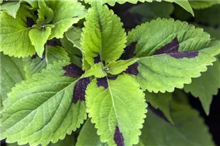 - Plectranthus scutellarioides Premium Sun Coleus  - Plectranthus scutellarioides Premium Sun Coleus