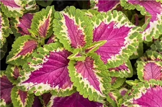  - Plectranthus scutellarioides 'Wizard'®