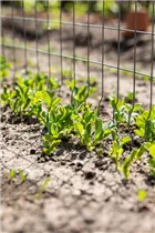  - Pisum sativum var. saccharatum