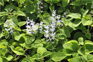  - Plectranthus zuluensis