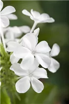 - Plumbago auriculata  - Plumbago auriculata