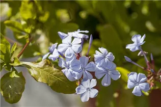 - Plumbago auriculata  - Plumbago auriculata