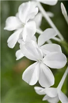 - Plumbago auriculata  - Plumbago auriculata