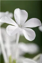 - Plumbago auriculata  - Plumbago auriculata