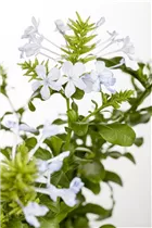 - Plumbago auriculata  - Plumbago auriculata