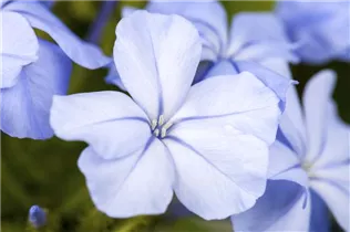 - Plumbago auriculata  - Plumbago auriculata