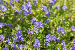  - Polemonium reptans 'Blue Pearl'