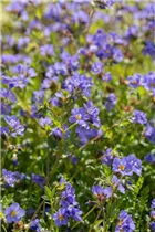  - Polemonium reptans 'Blue Pearl'