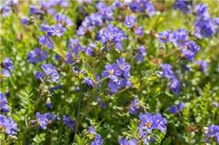 - Polemonium reptans 'Blue Pearl'