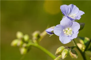  - Polemonium reptans 'Stairway to Heaven'®