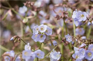  - Polemonium reptans 'Stairway to Heaven'®